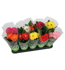 GERBERA MIX ALTO 15CM Y MACETA 12CM