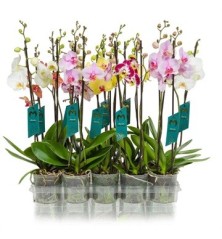 ORQUIDEA 2VARAS MEZCLA M12