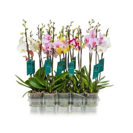 ORQUIDEA 2VARAS MEZCLA M12