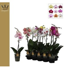 ORQUIDEA 1 VARAS M12