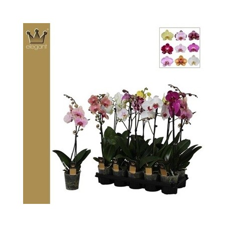 ORQUIDEA 1 VARAS M12