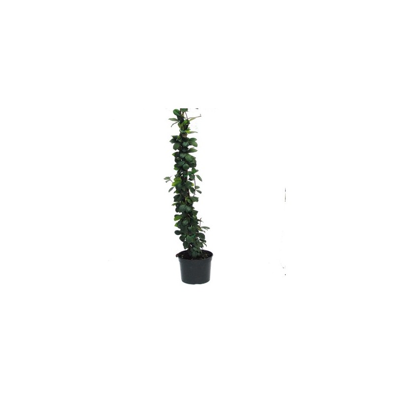 TRACHILOSPERMUN JASMINOIDES C3L