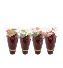 ANTHURIUM MEZCLA MACETA 14CM