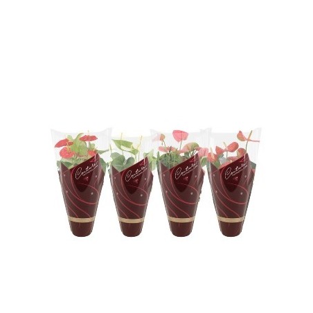 ANTHURIUM MEZCLA MACETA 14CM