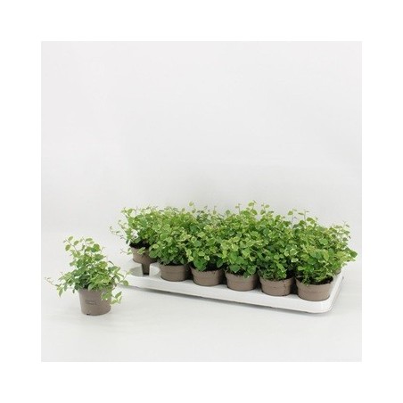 FICUS PUMILA SUNNY BLANCO MACETA 9CM