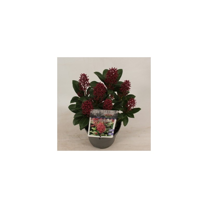JARDINERA FUTURA WENGUE 90X40X48