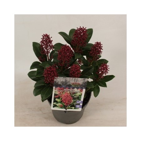 JARDINERA FUTURA WENGUE 90X40X48