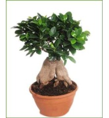 FICUS GINSENG TARRINA 20CM