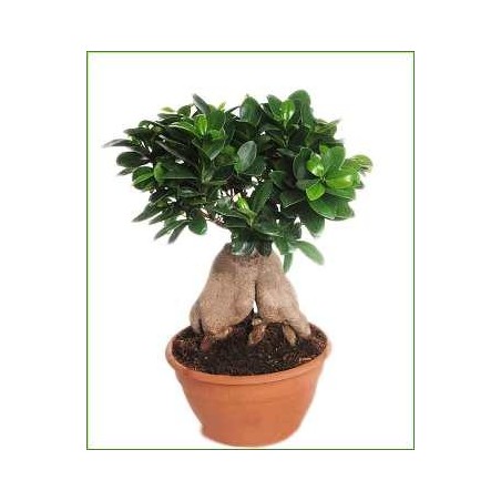 FICUS GINSENG TARRINA 20CM