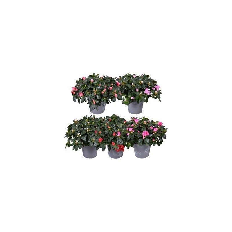 AZALEA SIMSII MIX ALTO 15/20CM Y MACETA 12CM
