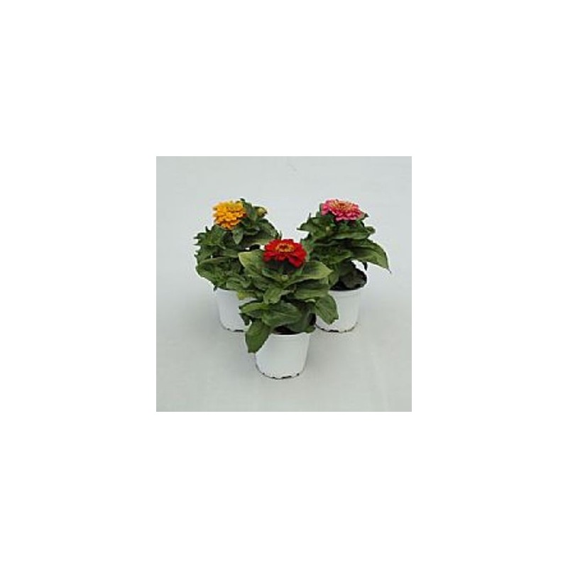 ZINNIA MACETA 10,5CM COLORES VARIADOS