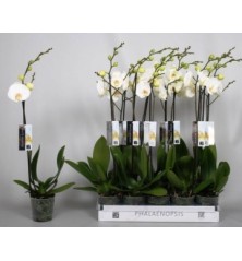 ORQUIDEA 1 VARA FUNDA MACETA 12CM