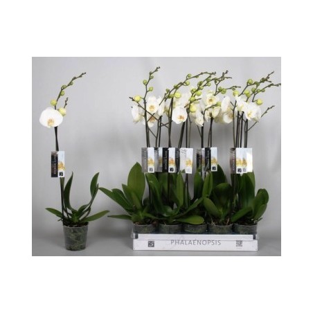 ORQUIDEA 1 VARA FUNDA MACETA 12CM