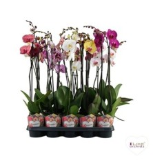 ORQUIDEA PROMISE 2 VARAS MIX MACETA 12CM