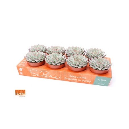 ECHEVERIA PULIDONIS ALTO 10CM Y MACETA 12CM