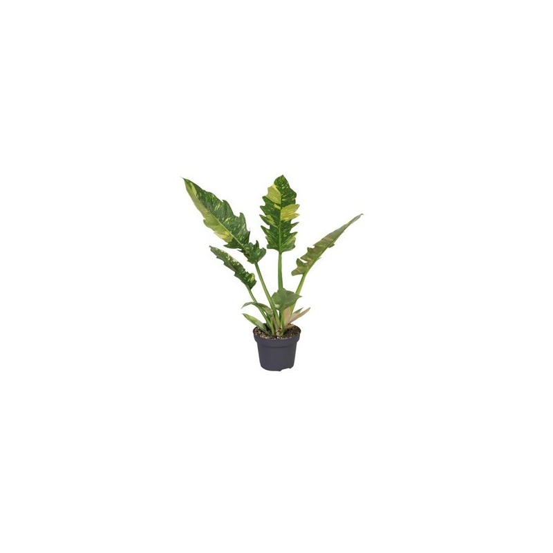 PHILODENDRO RING OF FIRE MACETA 12CM