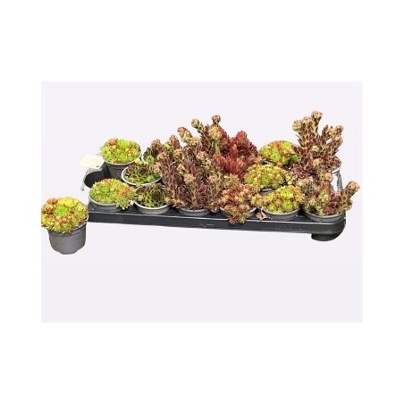 SEMPERVIVUM MACETA 9CM