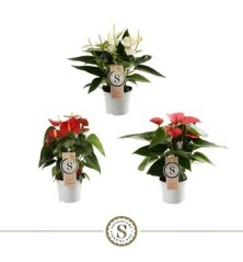 ANTHURIUM ANDR.CHAMPION MINI ALTO 15-20CM Y M9C
