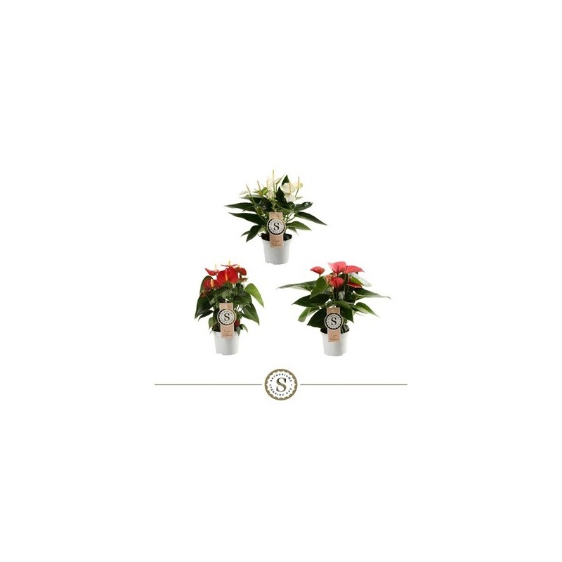 ANTHURIUM ANDR.CHAMPION MINI ALTO 15-20CM Y M9C