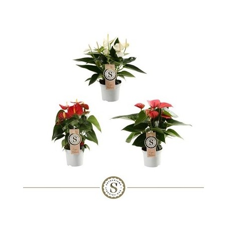 ANTHURIUM ANDR.CHAMPION MINI ALTO 15-20CM Y M9C