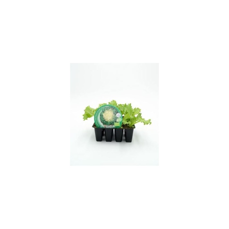 ESCAROLA PRODUCTO NATURAL BANDEJA 12 PLANTONES