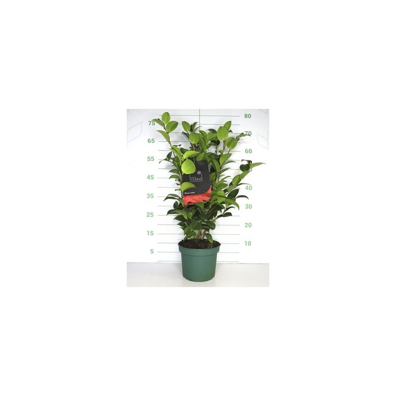 CAMELIA ALTO 60/80 Y MACETA 5L