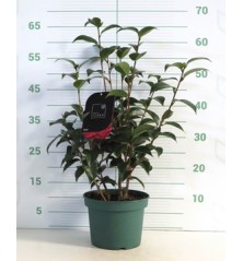 CAMELIA MACETA 3L