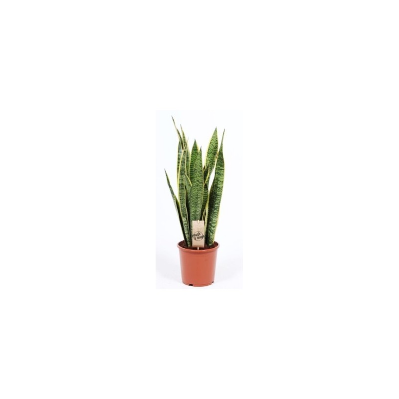 SANSEVIERA LAURENTTI MACETA 14CM