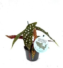 BEGONIA MACULATA ALTO 15/20CM Y MACETA 12CM