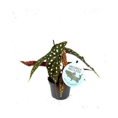 BEGONIA MACULATA ALTO 15/20CM Y MACETA 12CM