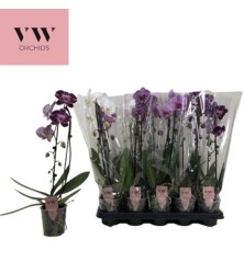 ORQUIDEA CASCADA 1 VARA  ALTO 45CM Y MACETA 12CM