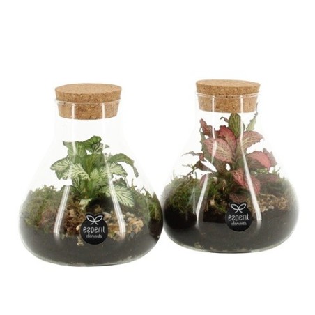 TERRARIUM PLANTAS PEQU. 10X14CM
