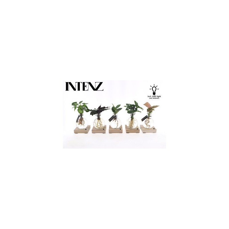 PLANTA EN AGUA CON LUZ LED