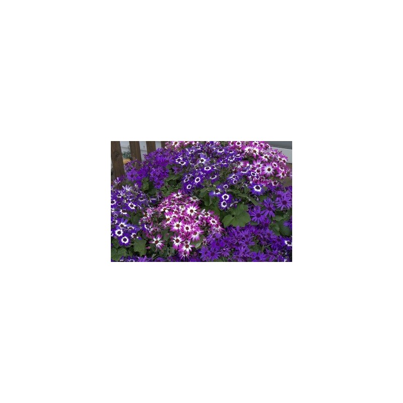 CINERARIA FLOR PERICALLIS MACETA 16CM
