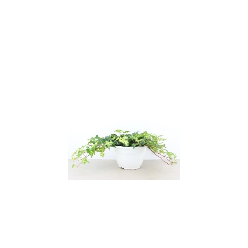 HIEDRA TARRINA 15CM