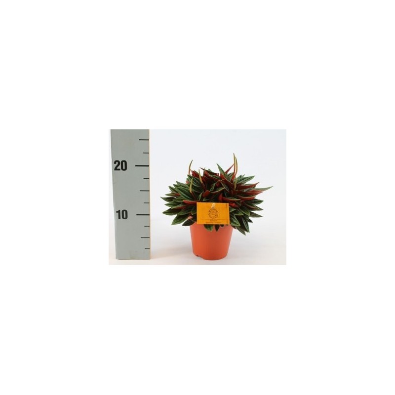 PEPEROMIA CAPERATA ROSSO ALTURA 15CM Y MACETA 12CM