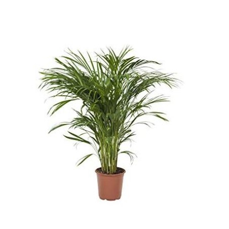 CHAMAEDOREA ELEGANS ALTURA 50-60CM Y MACETA 20CM