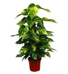 POTHO TUTOR 100CM DE ALTURA Y MACETA 20CM