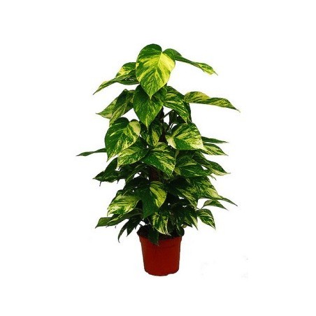 POTHO TUTOR 100CM DE ALTURA Y MACETA 20CM