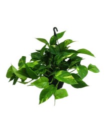 POTHO EPIPREMNUM MACETA 15CM