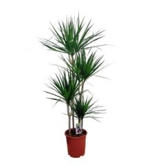 DRACENA MARGINATA  ALTO TRONCOS 60/30/15CM M20