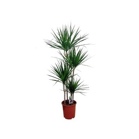 DRACENA MARGINATA  ALTO TRONCOS 60/30/15CM M20