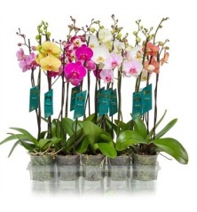 ORQUIDEA 2VARAS M12