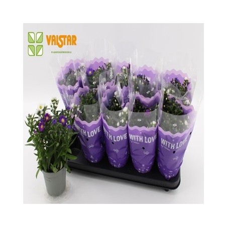 ASTER MACETA 12CM