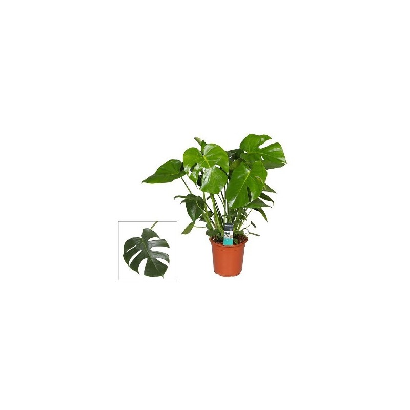 MONSTERA DELICIOSA ALTO 50CM Y MACETA 17CM