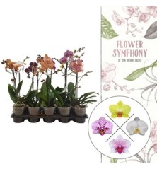 ORQUIDEA SYMPHONY 1VARA ALTO 40CM Y MACETA 12CM