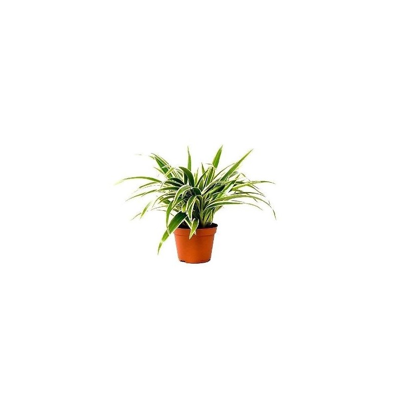 CLOROPHYTUM CINTA COLGANTE MACETA 15CM