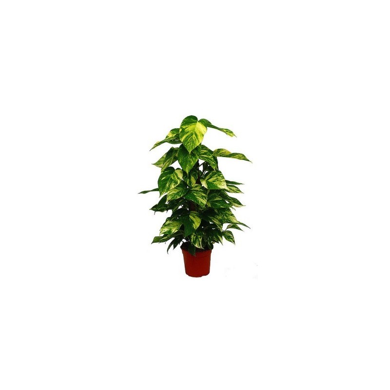 POTHO TUTOR ALTURA 80 CM DE ALTURA Y MACETA 17CM