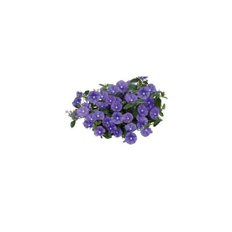 CONVOLVULUS MACETA 15CM