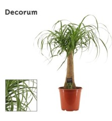 BEAUCARNEA ALTO TRONCO 60CM Y MACETA 25CM